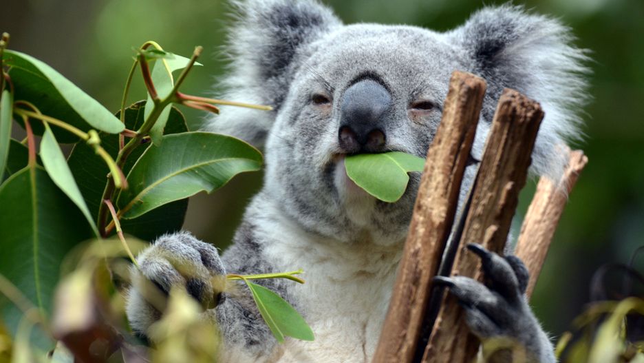 Koala wyrządził Australijczykowi spore szkody 
