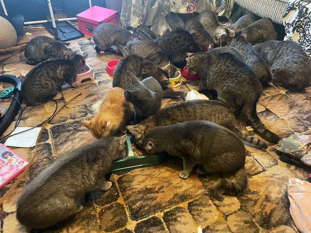 Tragedia w Tarnobrzegu: 30 Kotów i 14-letnia dziewczynka porzucone przez właścicielkę