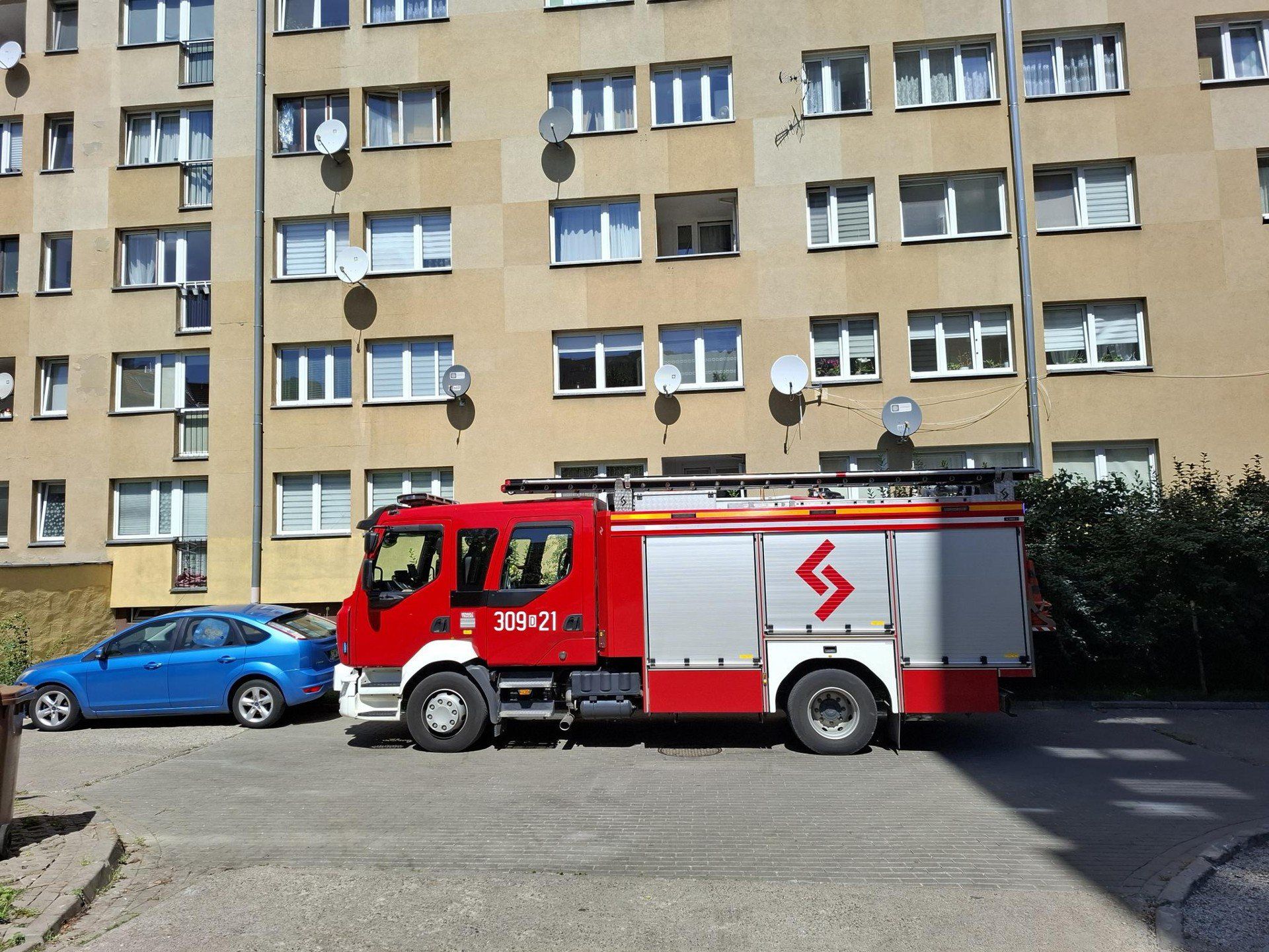 Boa dusiciel pełzał pod sklepem we Wrocławiu