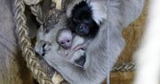 Gibbon czapnik przyszedł na świat w płockim zoo. To gatunek poważnie zagrożony wyginięciem