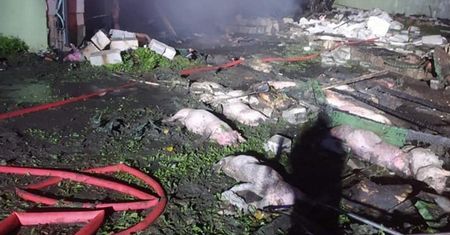 Horror w Łódzkiem. 2,5 tysiąca zwierząt spłonęło żywcem