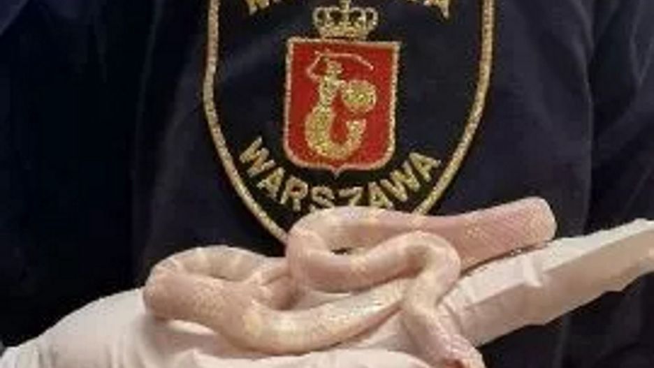 Warszawa. Wąż został zabrany przez strażników miejskich do zoo