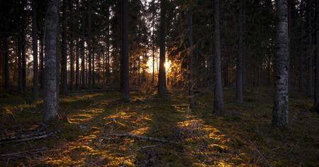 Zostawili je w lesie. bo "nie dawały rady". TOPR szukało kobiet całą noc