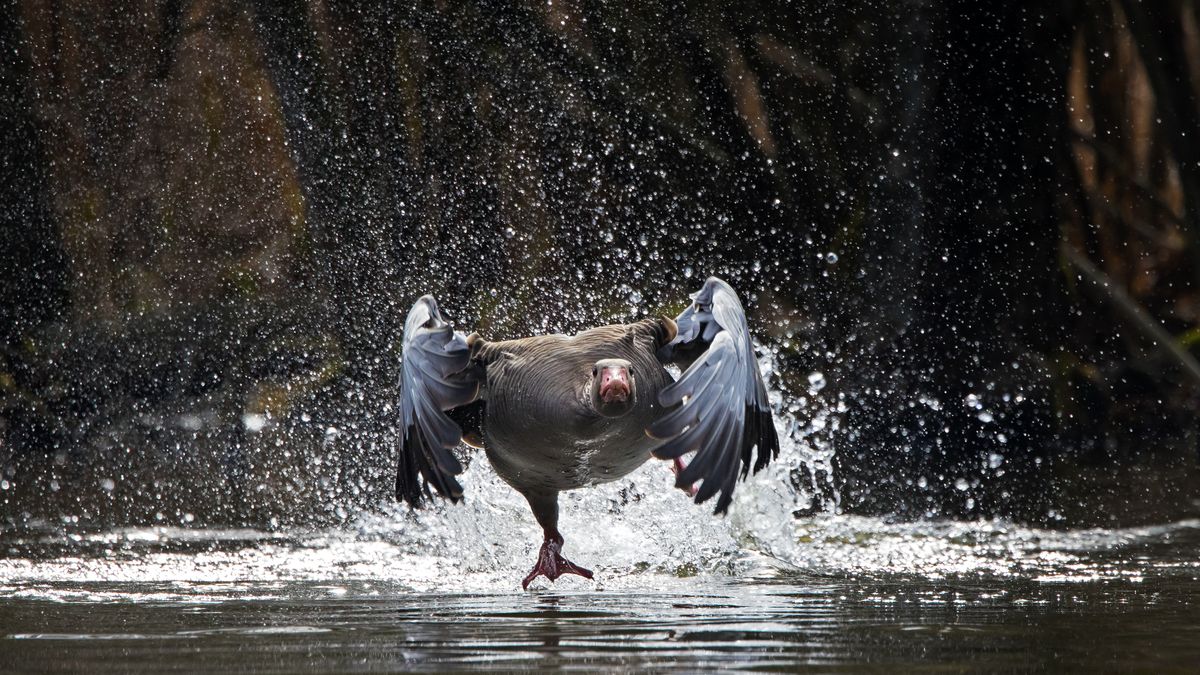 Nie agresja a odwaga. Zaskakujące wyniki badań nad gęgawami