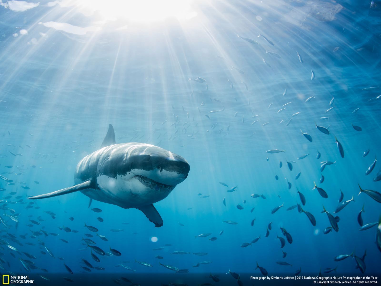 Poznaj najnowsze zgłoszone zdjęcia w konkursie Nat Geo Nature Photographer of the Year 2017 26