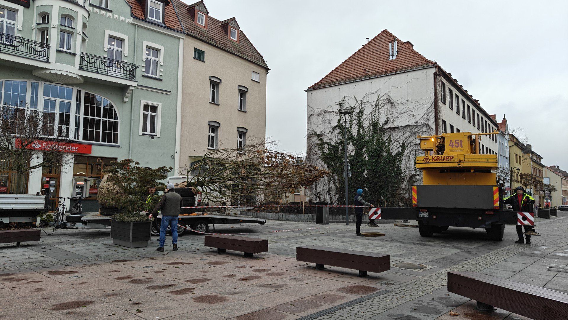 W miejsce wyciętej wierzby posadzono nowe drzewo