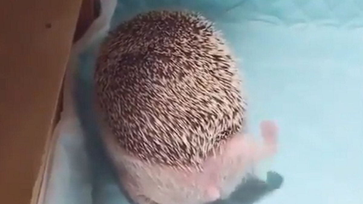 jez zwierze smieszne