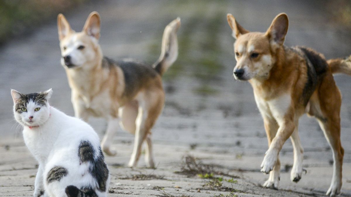 Jak kot z psem02.12.2016 Lodz. Pies i kot na spacerze na ulicach Lodzi. Fot. Piotr Kamionka/REPORTERPiotr Kamionka/REPORTER