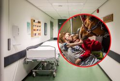 Koń Peyo odwiedza pacjentów. Zwierzę jest wyczekiwanym gościem na oddziale