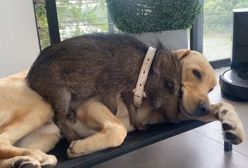 Dzik wychowany przez psa. Historia niezwykłej przyjaźni zwierząt