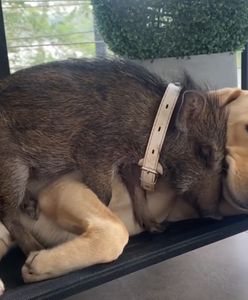 Dzik wychowany przez psa. Historia niezwykłej przyjaźni zwierząt