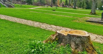 Zakopane: Trzy potężne jesiony do wycinki. Powód - zagrożenie bezpieczeństwa