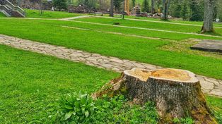 Zakopane: Trzy potężne jesiony do wycinki. Powód - zagrożenie bezpieczeństwa