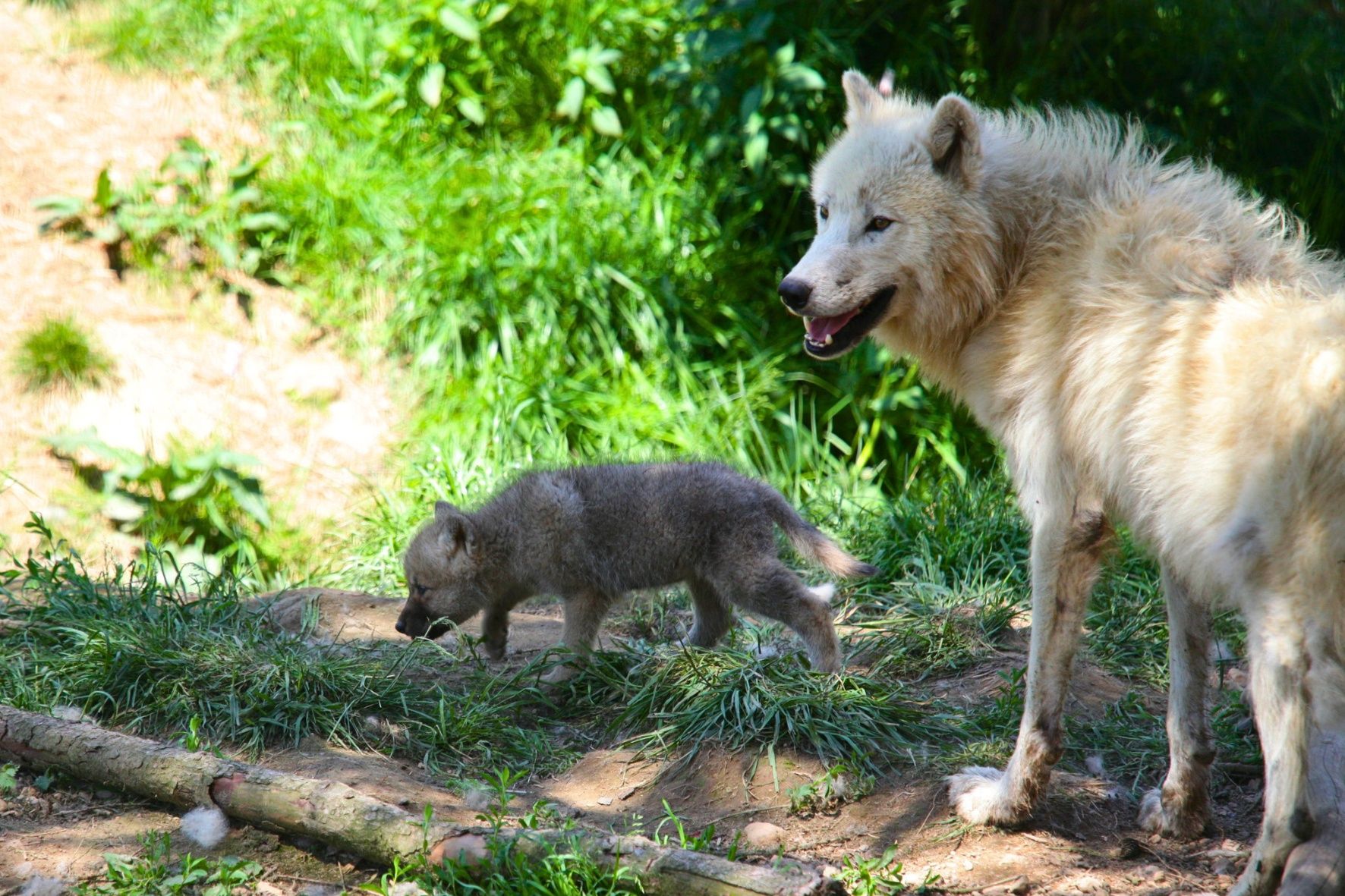 Wilki polarne