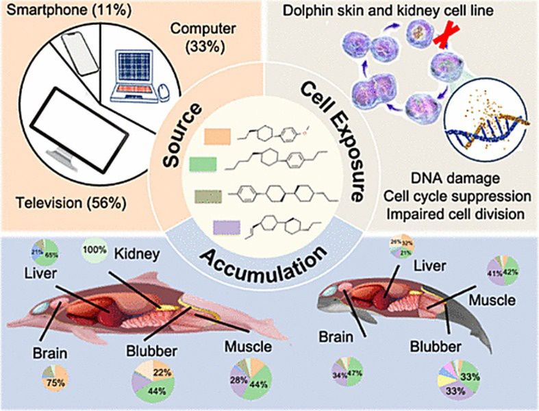 Toksyczne substancje z elektrośmieci w tkankach ssaków morskich