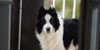 Szczecinek: Miasto rusza z darmowym czipowaniem i sterylizacją