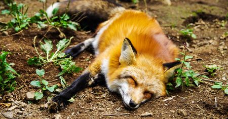 Od maja Firefox wyłączy niebezpieczny protokół FTP, wkrótce go usunie