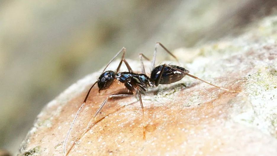 Naukowcy zbadali zachowania grupowe mrówek