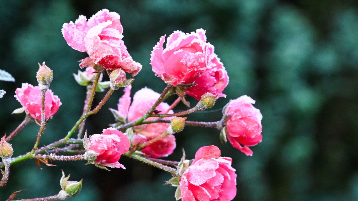 przymrozek w Szczecinie
Szczecin, 22.11.2025. Poranny przymrozek w Szczecinie, 22 bm. Nad ranem temperatura spad�a do -8 stopni Celsjusza. (mb/amb) PAP/Marcin Bielecki
MARCIN BIELECKI
atak zimy, mrozy, mr�z, pocz�tek zimy, przedzimie, przymrozek, przyroda, ujemna temperatura, zima