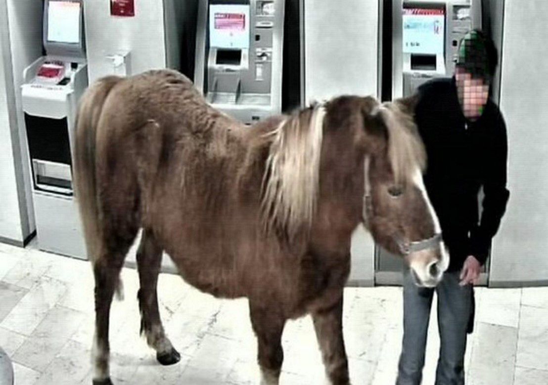 Nietypowa wizyta w banku. Pijany mężczyzna przyprowadził konia