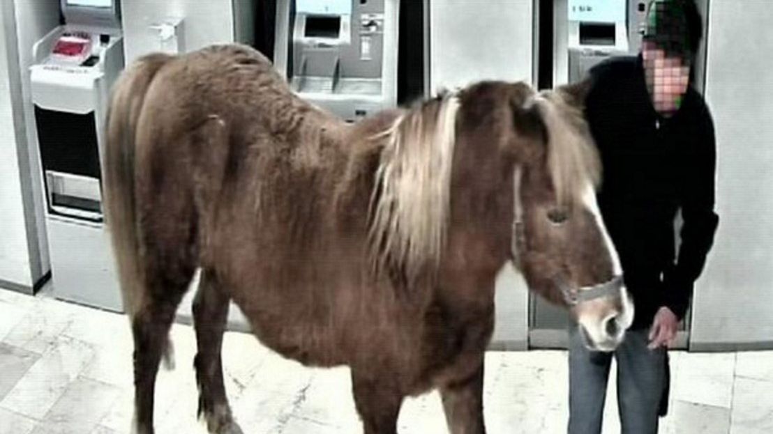Mężczyzna przyszedł z koniem do banku