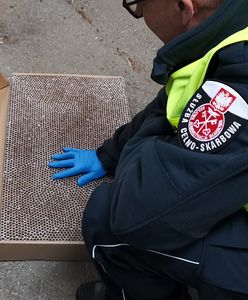 Katowice. Zatrzymali ciężarówkę do kontroli, ładunek mocno ich zaskoczył
