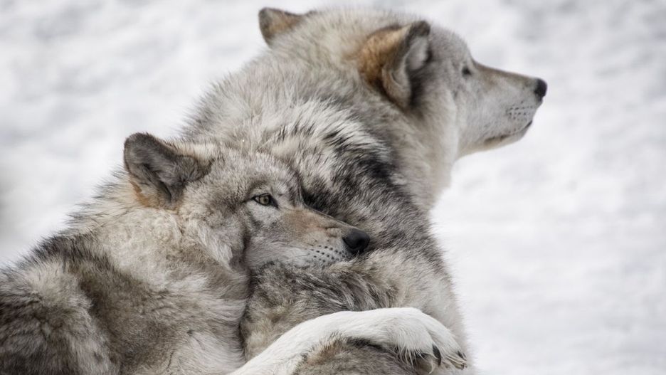 Wilki, wbrew temu, co uważa się powszechnie, mają w lesie wrogów naturalnych – narażone są na ataki pasożytów i na zakażenia szeregiem chorób, głównie świerzbem, który często stanowi przyczynę ich śmierci