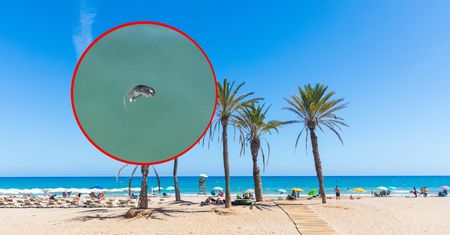 Szczury na plaży i w wodzie w europejskim kurorcie. Turyści przerażeni
