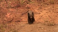 Został sam. "To bolesne, jak działa Matka Natura"