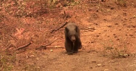 Został sam. "To bolesne, jak działa Matka Natura"
