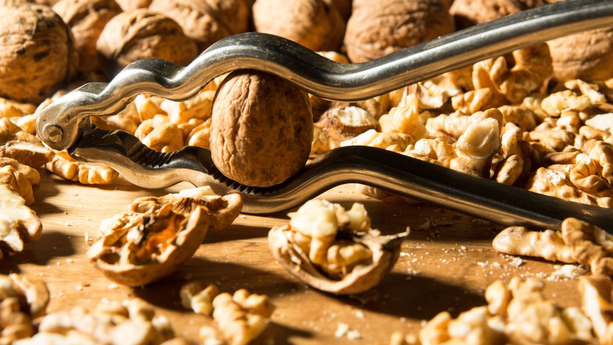 Łupiny orzechów włoskich