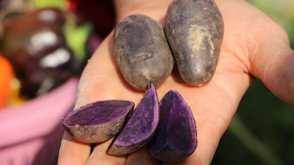 Fioletowe ziemniaki w diecie antyrakowej