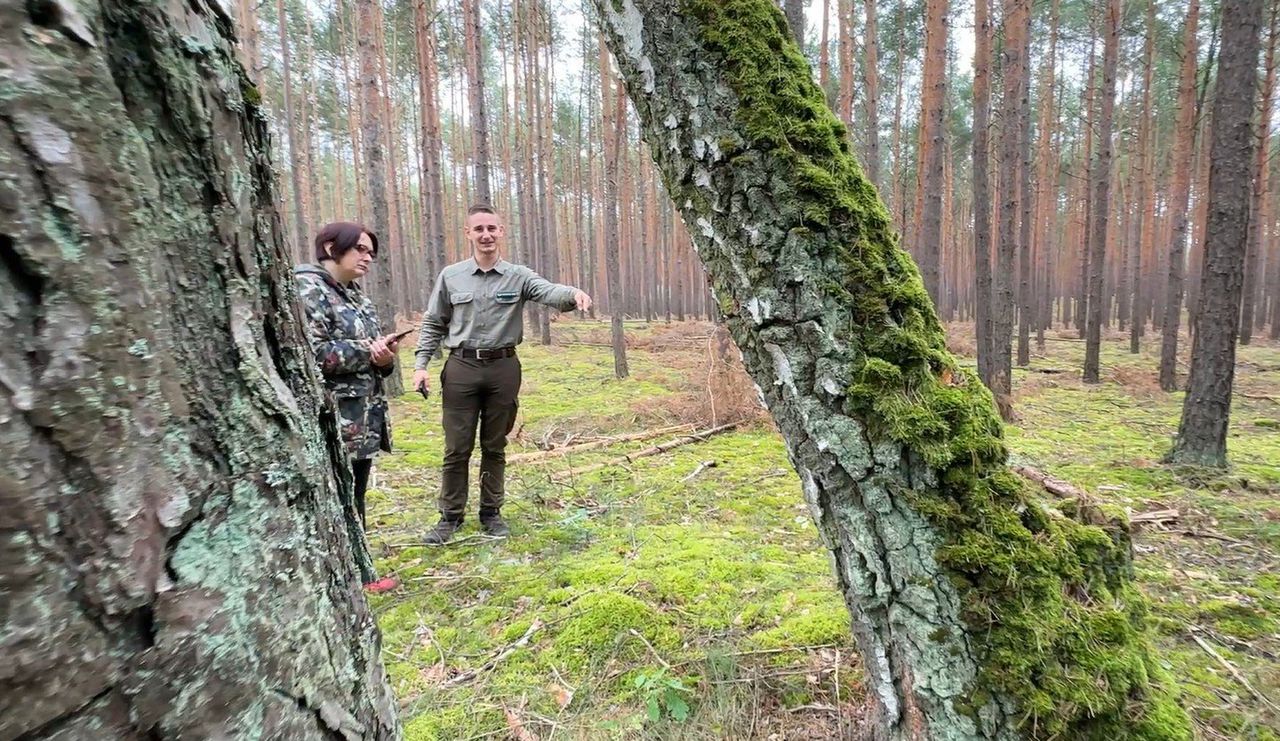 Woj. kujawsko-pomorskie: Gdzie na grzyby? Jest 19 lokalizacji na grzybobranie z Sanepidem