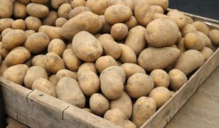 Polska jest ziemniaczaną potęgą. Zarabiamy miliony na eksporcie