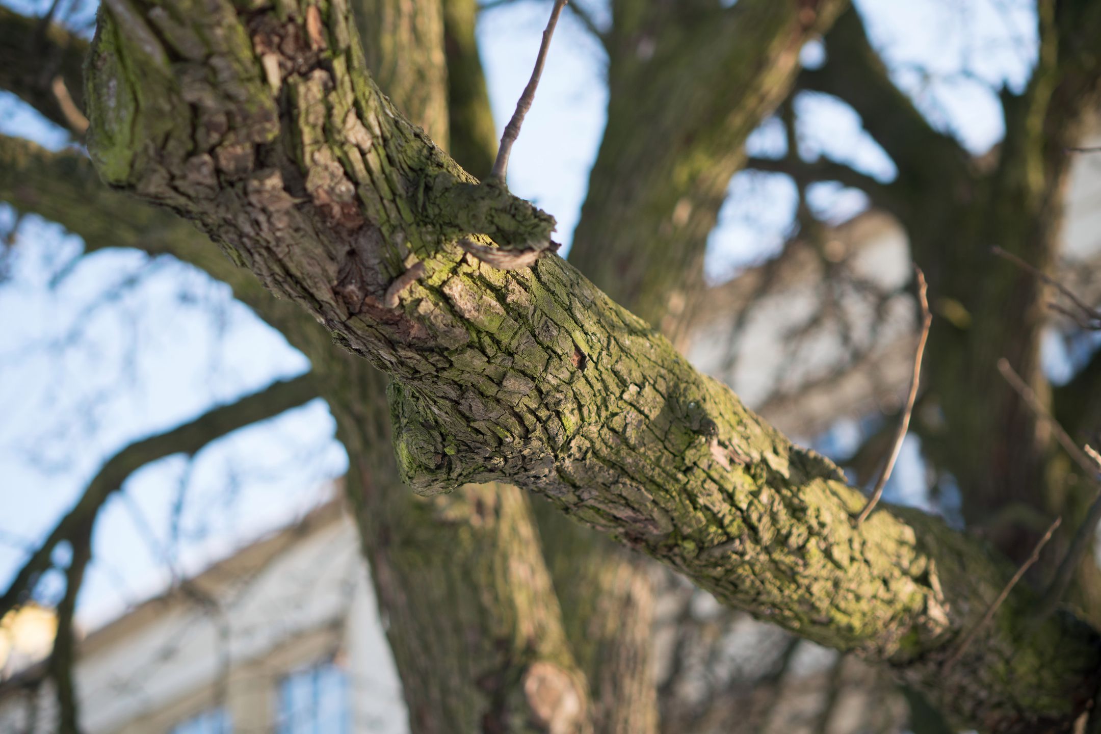 Sony A6500 - topowy bezlusterkowiec pełen sprzeczności [test] 116