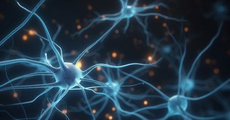 Neuroprzekaźniki – rola, przykłady i znaczenie