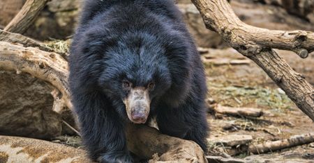 Wargacz pożarł dwie osoby w lesie. "Bardzo nietypowy atak"