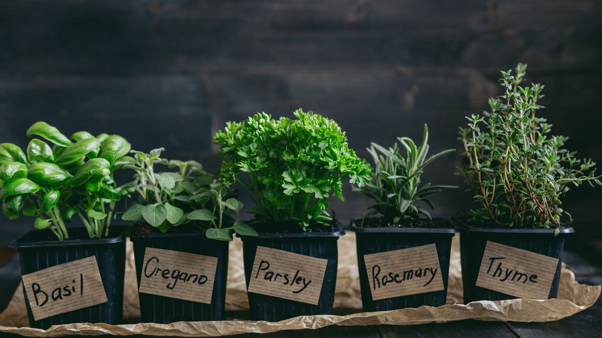 Zioła domowe. Zdjęcie ilustracyjne