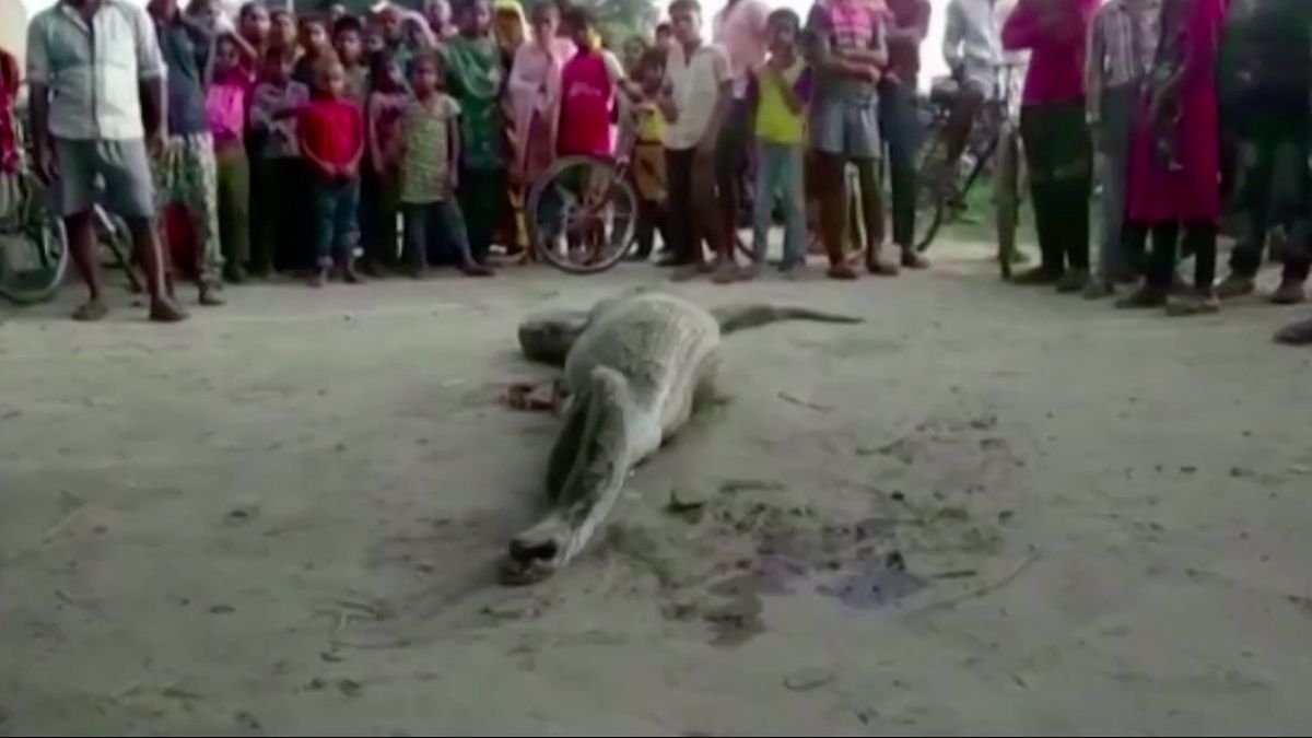 Pyton połknął duże zwierzę