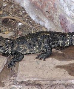 Krokodyl w Odrze?! Uciekł z hodowli