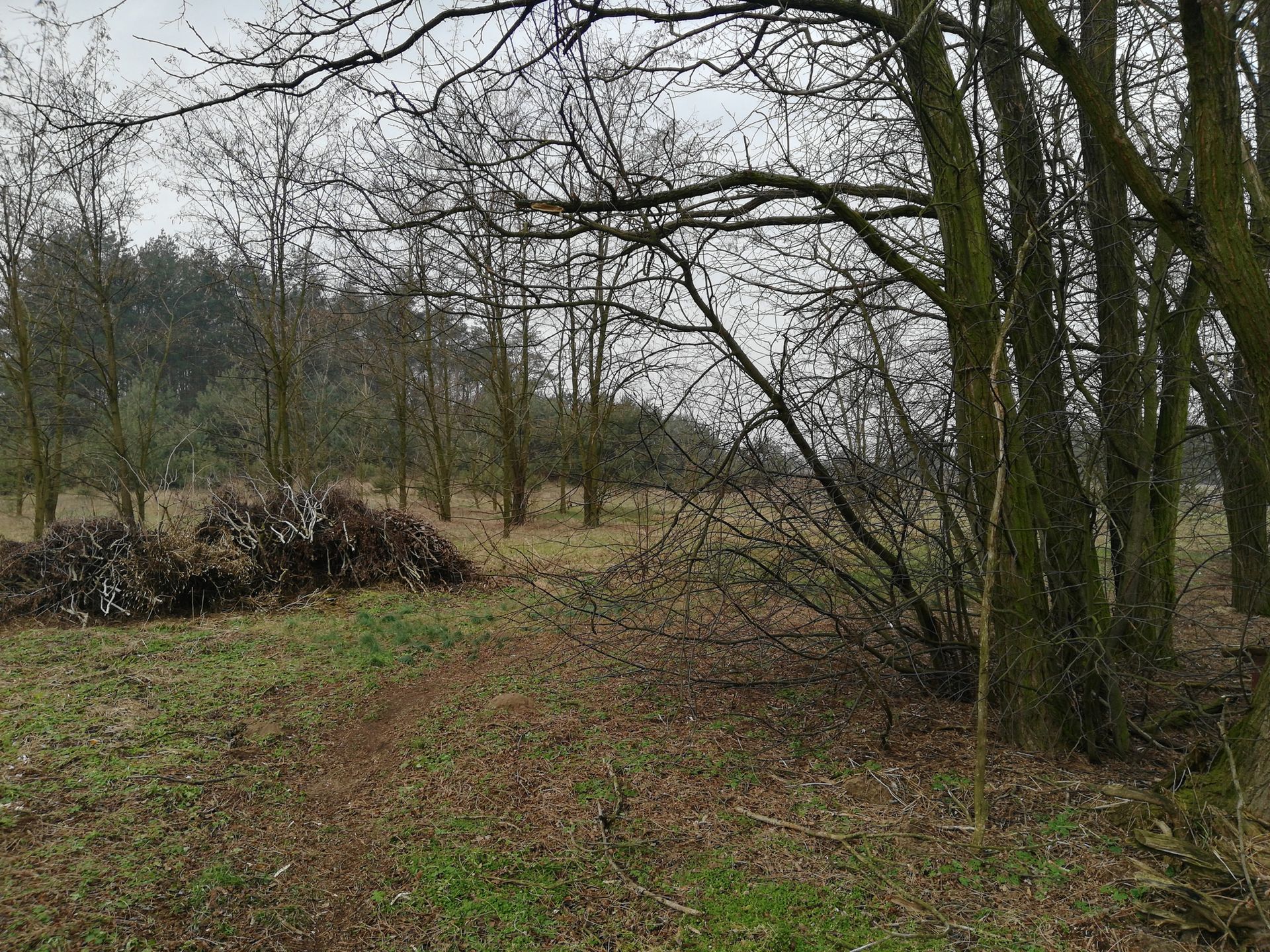 Test smartfonu Honor 7x z ogromnym ekranem za nieduże pieniądze 17