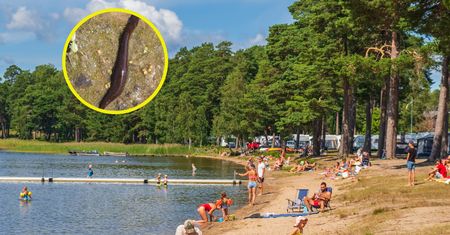 Czyha na urlopowiczów. "Nie krzycz. To nie pomoże. Ona nie zna litości"