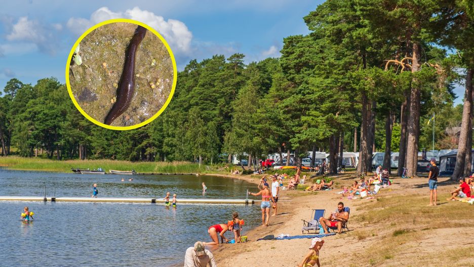 Pijawki zagrażają nam np. nad jeziorem 