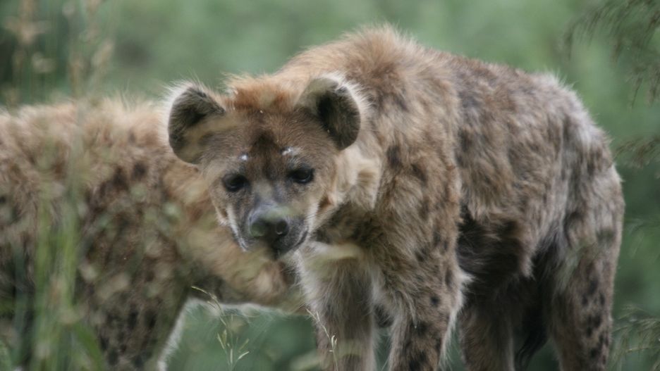 Wygłodniałe hieny dręczą mieszkańców tanzańskiej wioski położonej w pobliżu rezerwatu (Pixaby)