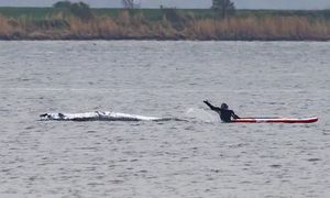 Przygotowania do akcji ratunkowej Timmy'ego. Niemcy uruchamiają plan "B"