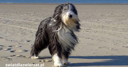 Bearded Collie – pies z charakterem i uśmiechem na pysku