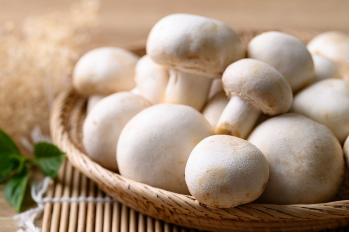 Mushrooms can be eaten raw, however, cooking them will make them easier to digest.
