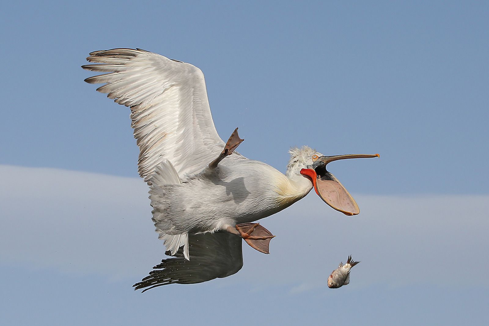 Wyłoniono zwycięzców konkursu Comedy Wildlife Photography Awards 2016. Nie przestaniesz się śmiać oglądające te zdjęcia 2