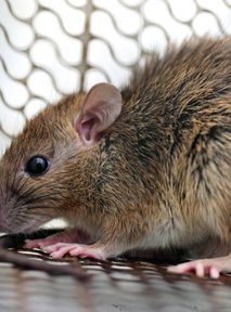 Plaga szczurów w Częstochowie? Jest komunikat dla mieszkańców