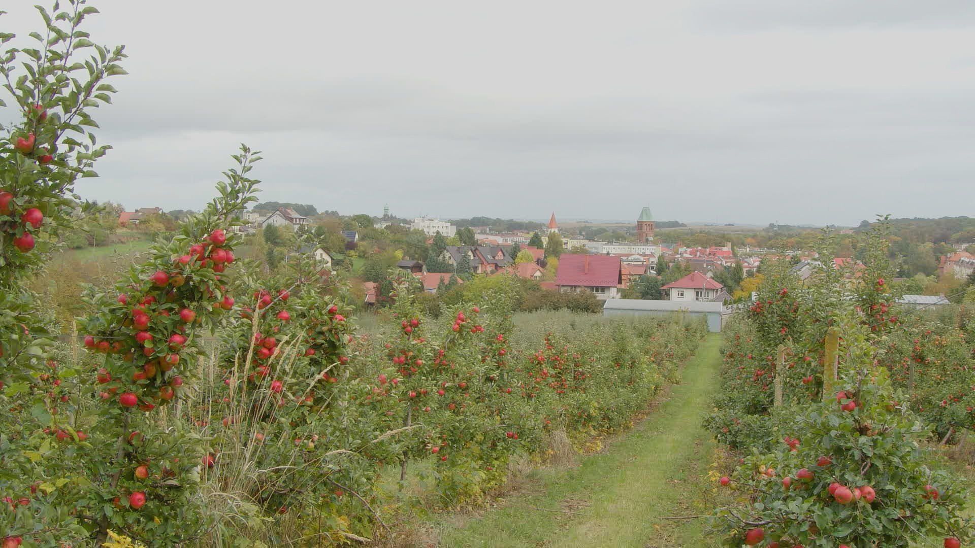 Jabłkobranie u Celmerów